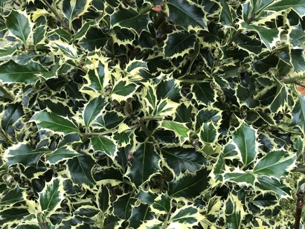 Ilex aquifolium 'Argentea Marginata' (7.5 Litre)-0
