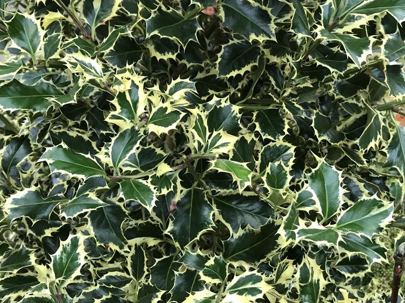 Ilex aquifolium 'Argentea Marginata' (7.5 Litre)-0