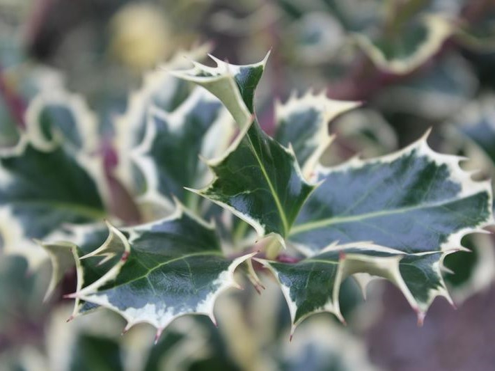 Ilex aquifolium 'Argentea Marginata' 1/4 Standard (7.5 Litre)-26434