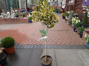 Ilex x altaclerensis 'Golden King' 1/4 Standard (7.5 Litre)-0