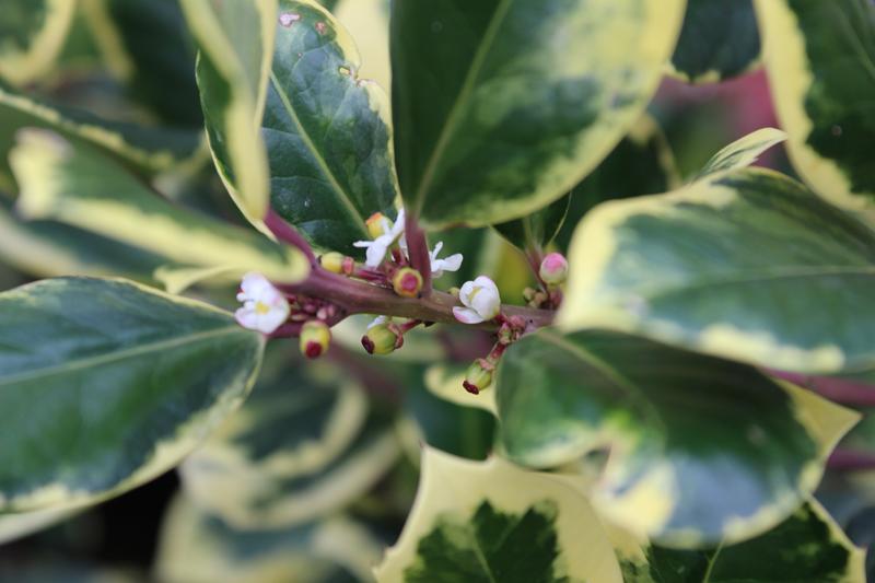 Ilex x altaclerensis 'Golden King' (7.5 Litre)-17206