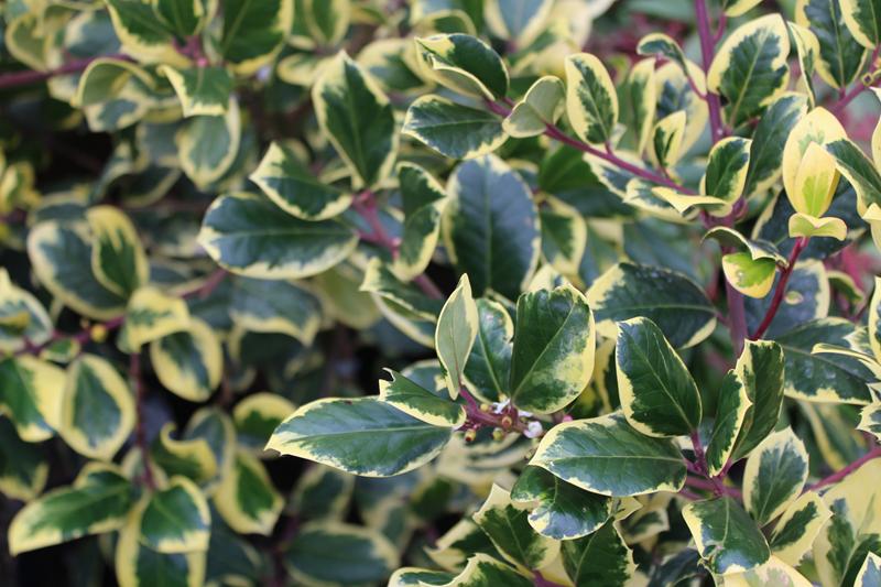 Ilex x altaclerensis 'Golden King' (7.5 Litre)-17205