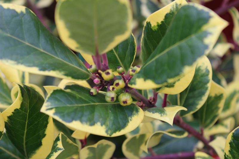 Ilex x altaclerensis 'Golden King' (7.5 Litre)-17207