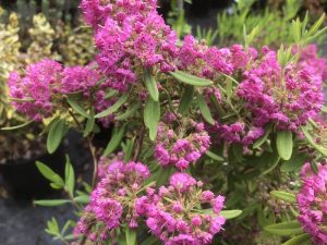 Kalmia angustifolia f. rubra-0