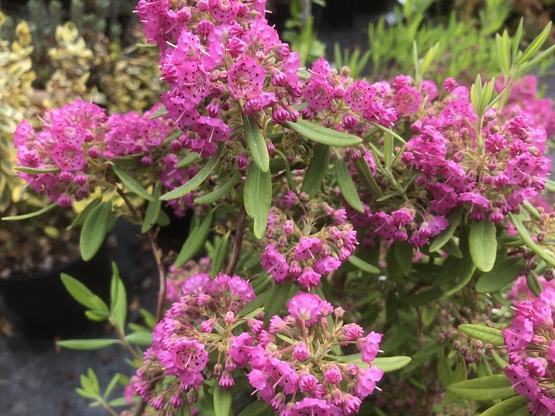 Kalmia angustifolia f. rubra-0