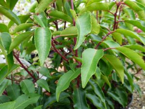 Prunus lusitanica (5 Litre)-0