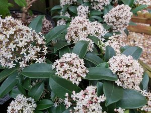 Skimmia japonica 'Marlot'-0