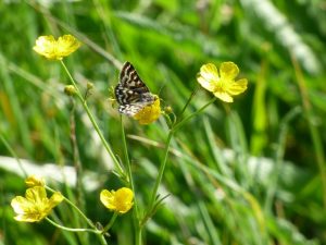 Ranunculus acris Meadow Buttercup-19294