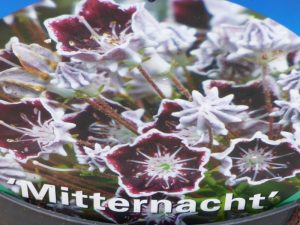 Kalmia latifolia 'Mitternacht'-0