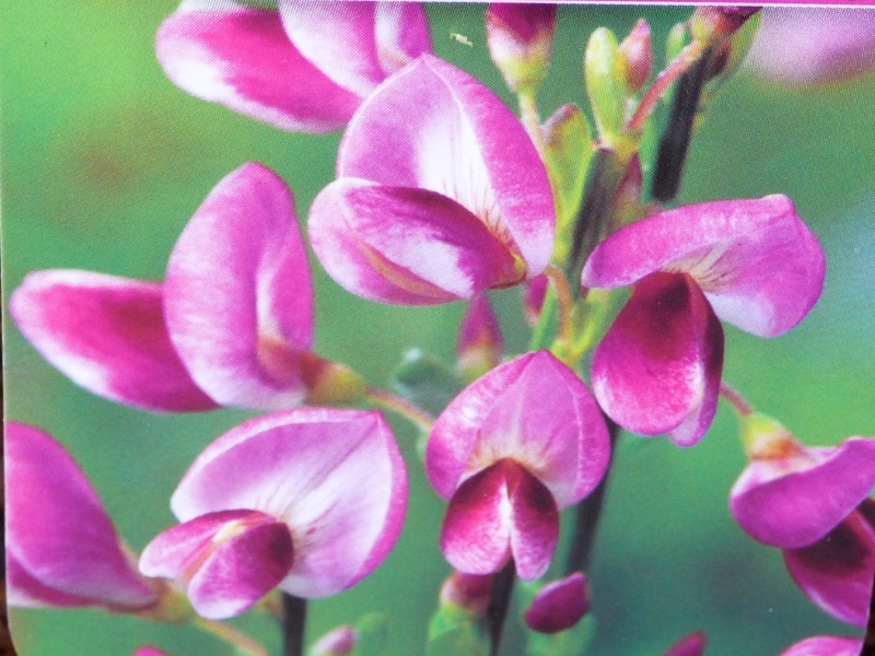 Cytisus 'Mrs. Norman Henry'-0