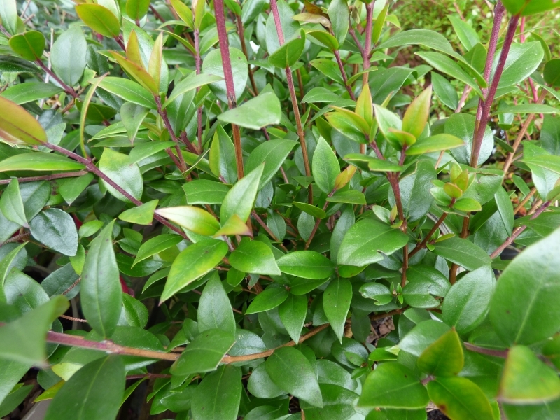 Myrtus communis-0