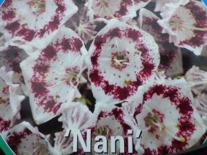 Kalmia latifolia 'Nani'-0