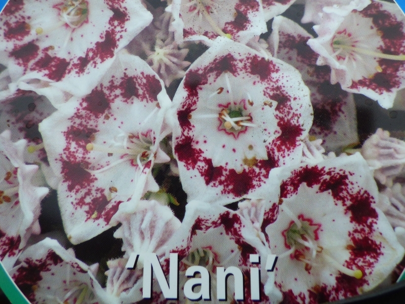 Kalmia latifolia 'Nani'-0