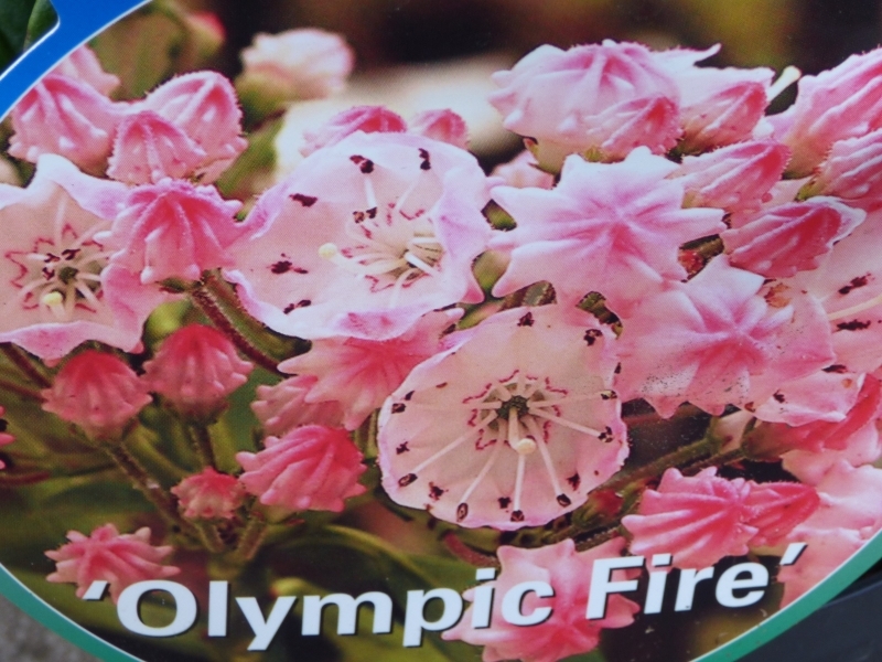 Kalmia latifolia 'Olympic Fire'-0