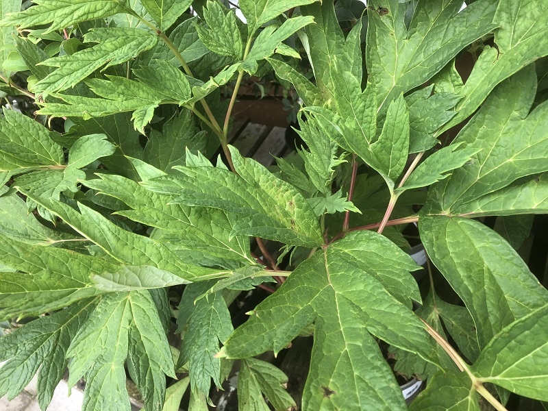 Paeonia delavayii f. Lutea-0