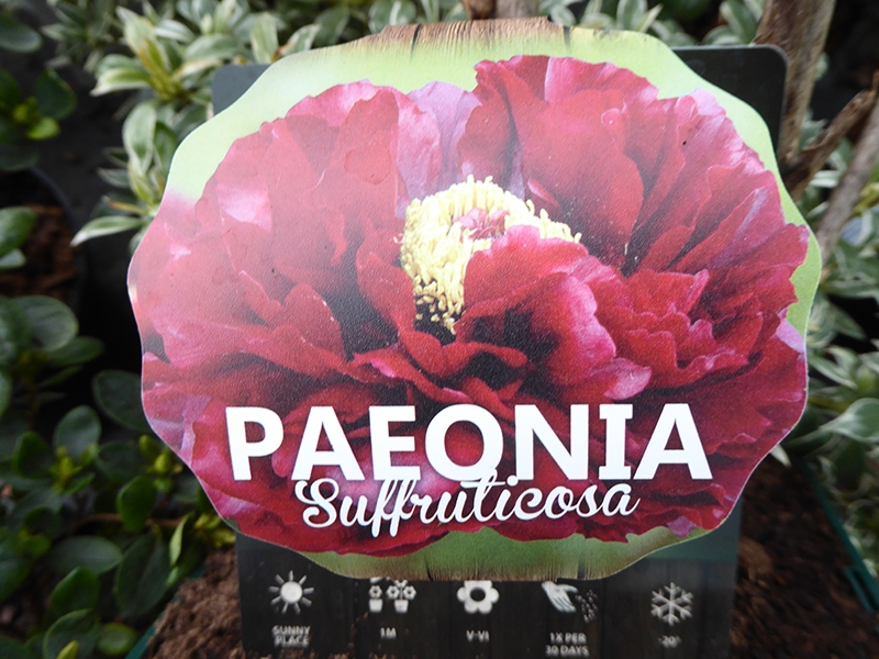 Paeonia suffruticosa Maroon (5 Litre)-0