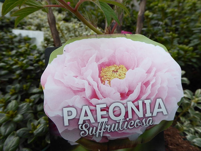 Paeonia suffruticosa Pale Pink (5 Litre)-0