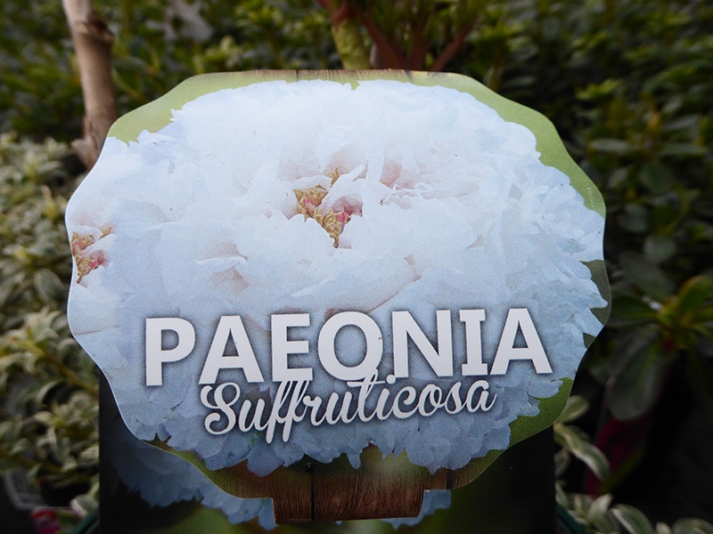 Paeonia suffruticosa White (5 Litre)-0