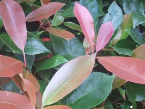 Photinia x fraseri 'Red Robin' 10L-0