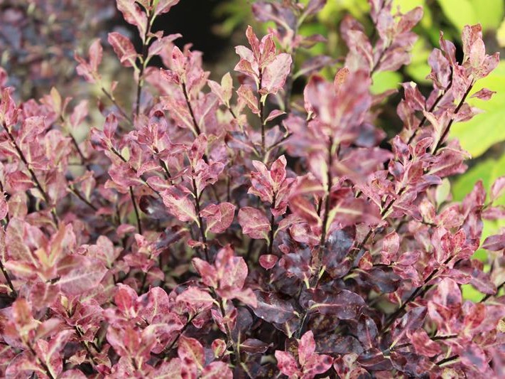 Pittosporum tenuifolium 'Tom Thumb' (3 Litre)-0