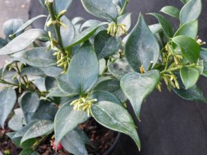 Sarcococca ruscifolia-0