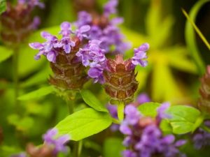 Prunella vulgaris Selfheal-0