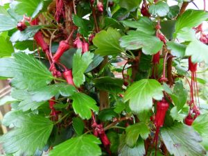 Ribes speciosum-0