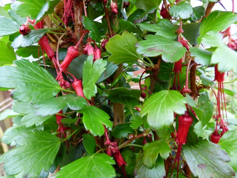Ribes speciosum-0
