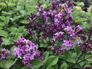 Syringa 'Bloomerang Dark Purple'-0