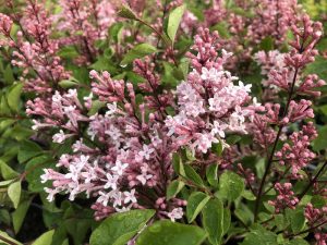 Syringa 'Bloomerang Pink Perfume'-0