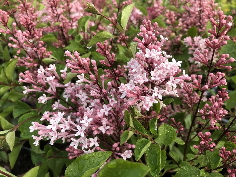 Syringa 'Bloomerang Pink Perfume'-0