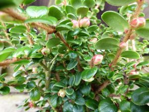 Vaccinium delavayi-0