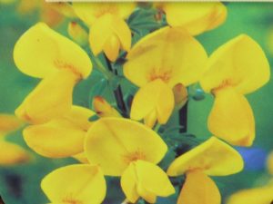 Cytisus 'Vanesse'-0