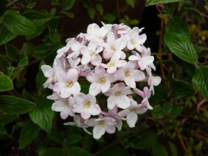 Viburnum x burkwoodii 'Mohawk' -0