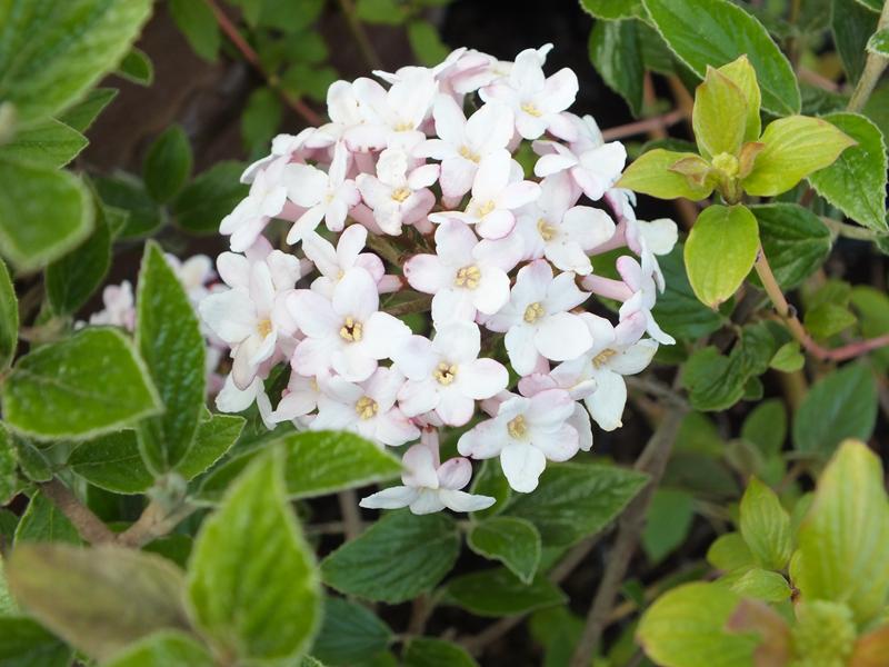 Viburnum x burkwoodii 'Mohawk' -17195