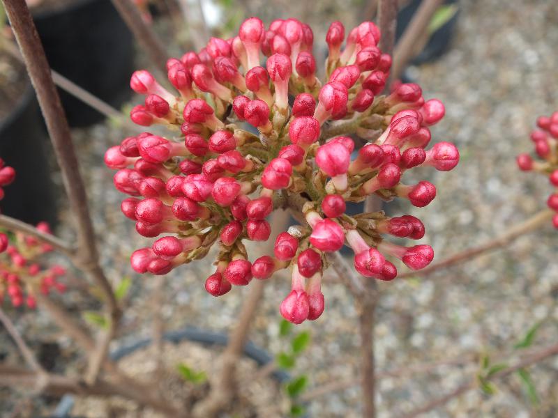 Viburnum x burkwoodii 'Mohawk' -17192