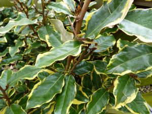Elaeagnus x ebbingei 'Viveleg'-0