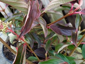 Viburnum x hillieri 'Winton'-0