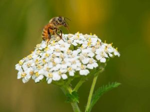 Achillea millefolium Yarrow-0
