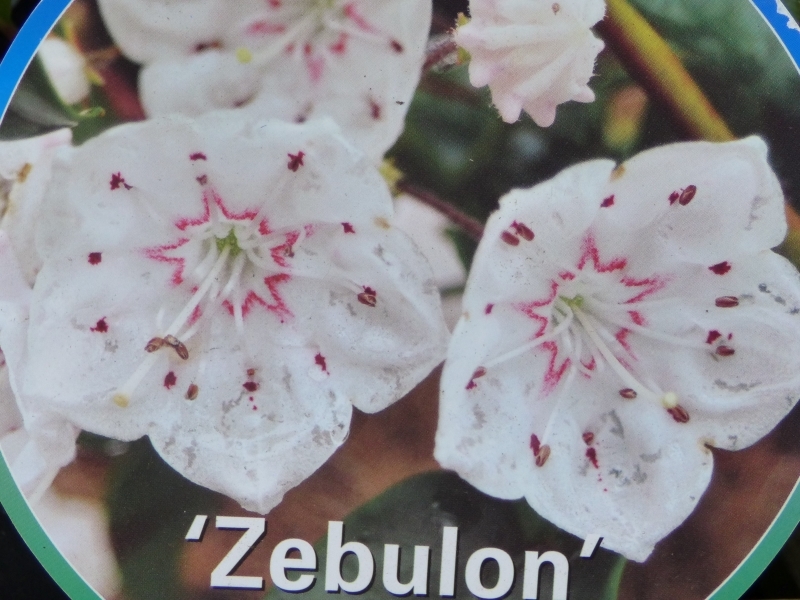 Kalmia latifolia 'Zebulon'-0