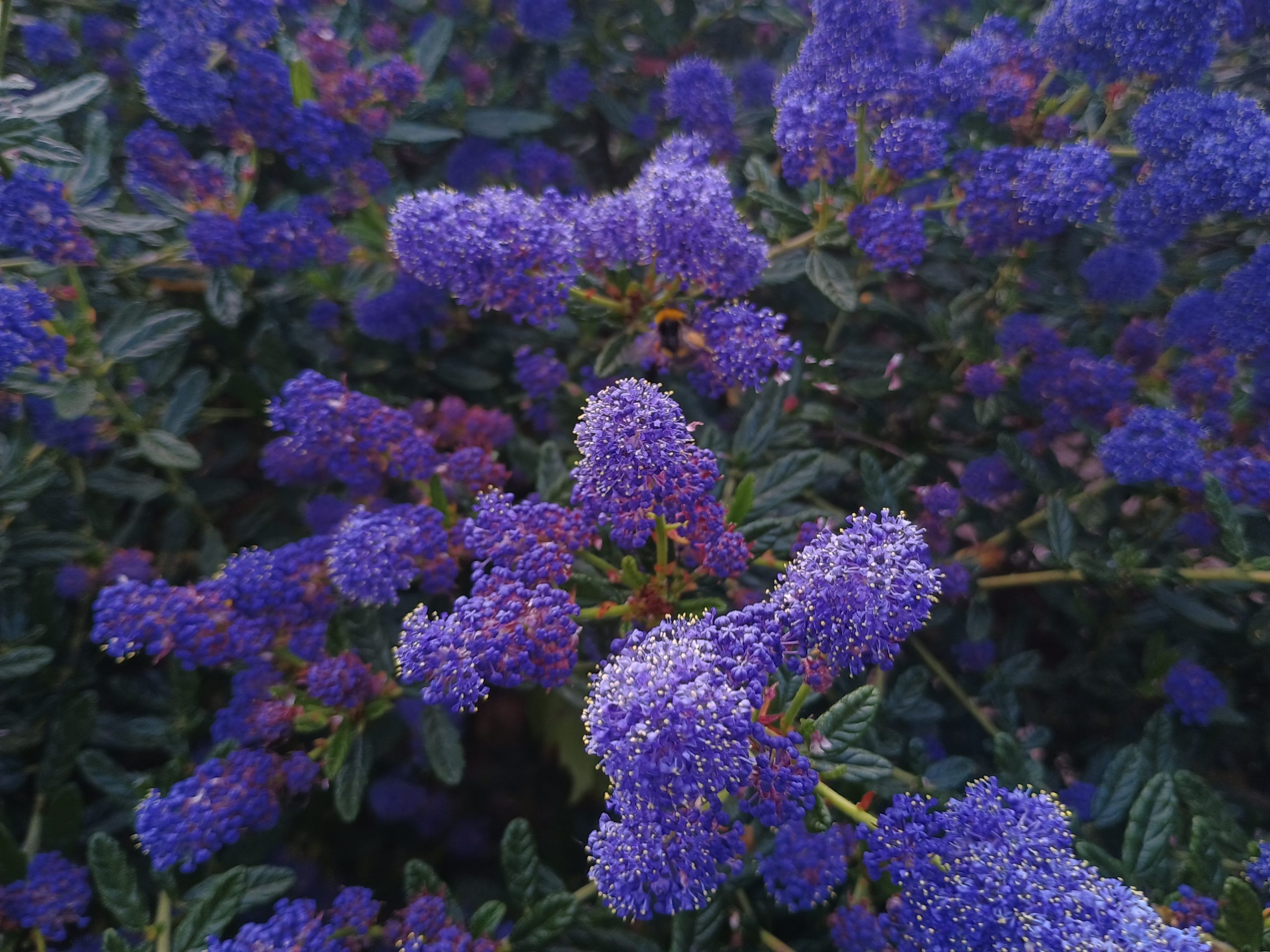 Ceanothus 'Concha'