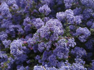 Ceanothus Pugets Blue