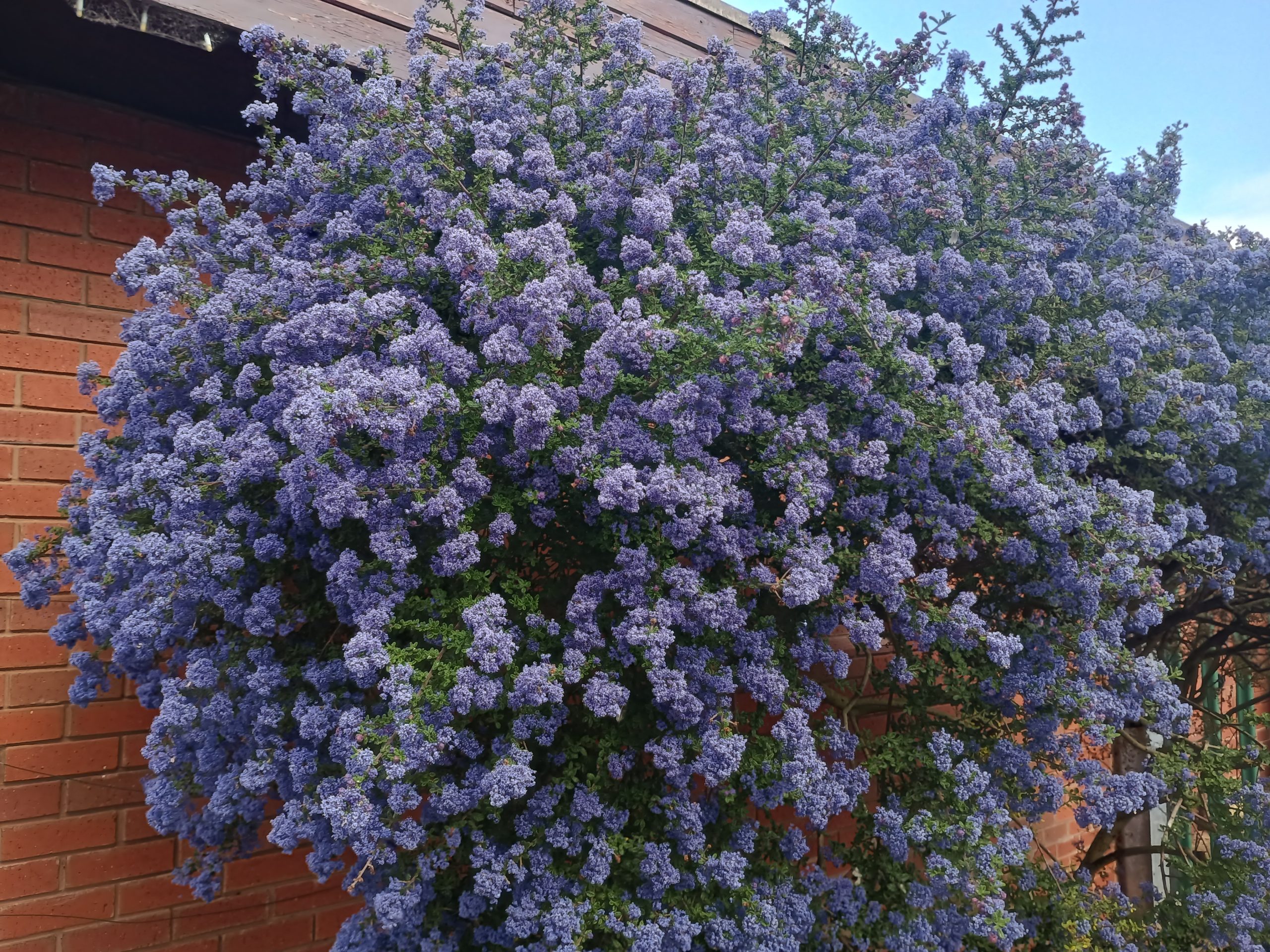 Ceanothus 'Puget's Blue'