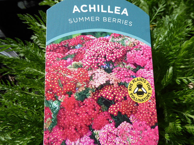 Achillea millefolium 'Summer Berries'-21986