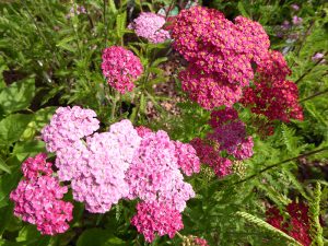 Achillea millefolium 'Summer Berries'-0