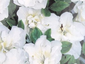 Rhododendron 'Schneeperle' (Snow Pearl)-0