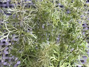 Foeniculum vulgare Purpureum Bronze Fennel-0