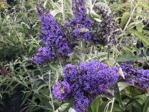 Buddleja davidii 'Empire Blue'-0