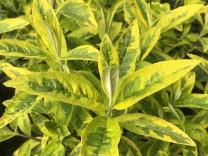Buddleja davidii 'Santana'-0