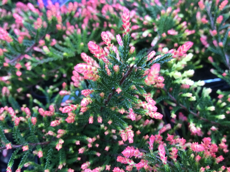 Calluna vulgaris 'Easter Bonfire' (9cm pot)-0